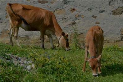 Yetersiz Yem Tüketimi Hayvansal Maliyeti Yükseltiyor